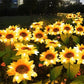 🌻 Waterdichte zonnebloemlampjes op zonne-energie – Realistische bloemblaadjes, IP65 weerbestendig & 8-12 uur automatisch gloeiend ☀️