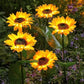 🌻 Waterdichte zonnebloemlampjes op zonne-energie – Realistische bloemblaadjes, IP65 weerbestendig & 8-12 uur automatisch gloeiend ☀️