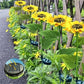 🌻 Waterdichte zonnebloemlampjes op zonne-energie – Realistische bloemblaadjes, IP65 weerbestendig & 8-12 uur automatisch gloeiend ☀️