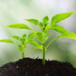 🗣️ 50% KORTING🌿Bodemtestapparaat – Controleer eenvoudig de bodemkwaliteit, geen giswerk meer en geen dode planten meer!en geraden meer, geen dode planten!