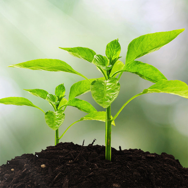 🗣️ 50% KORTING🌿Bodemtestapparaat – Controleer eenvoudig de bodemkwaliteit, geen giswerk meer en geen dode planten meer!en geraden meer, geen dode planten!