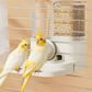 🐦 2-in-1 automatische vogelvoeder- en drinkbak – Verspillingsvrij ontwerp, eenvoudig bij te vullen en goed zichtbaar 🧊